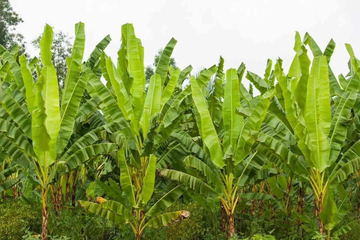 Is Banana a Tree or a Fruit? (Banana Classification)