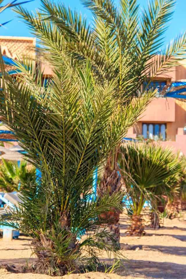 6 Different Types of Palm Trees in Arizona (With Pictures)