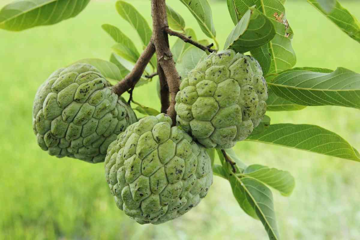 Top 10 Most Profitable Fruit Trees To Grow