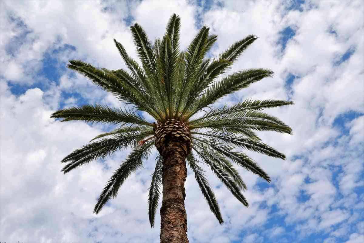 7 Popular Types of Palm Trees in Australia