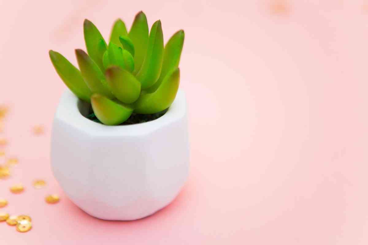 Why is My Succulent Turning Red? (What TO DO)