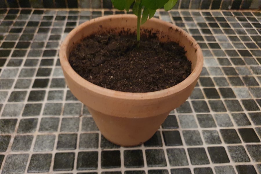 How to Save Overwatered Basil 9 Tips That Actually Work Gardening Break