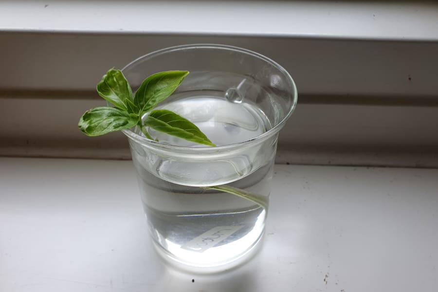 How to Save Overwatered Basil 9 Tips That Actually Work Gardening Break