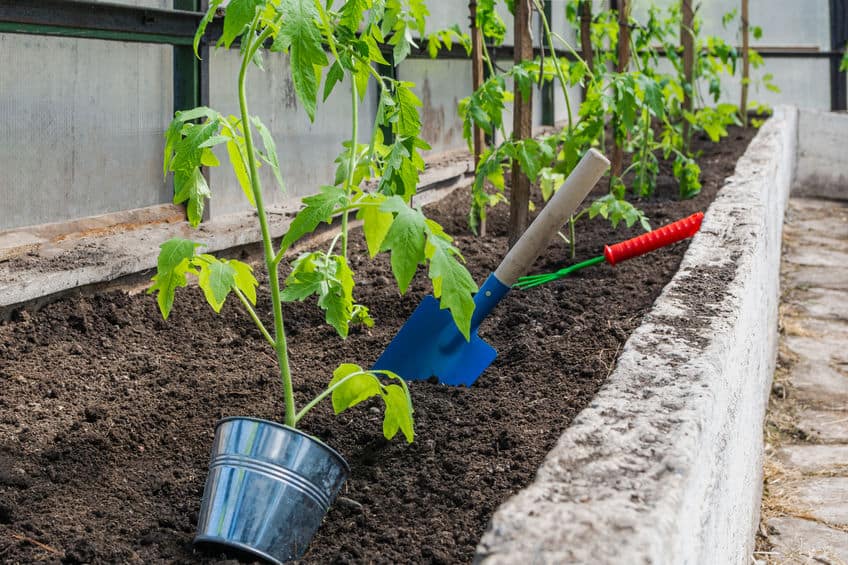 How Deep Should You Plant Tomatoes? Grow the Best Plants Gardening Break