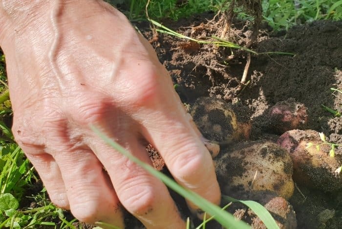How To Plant