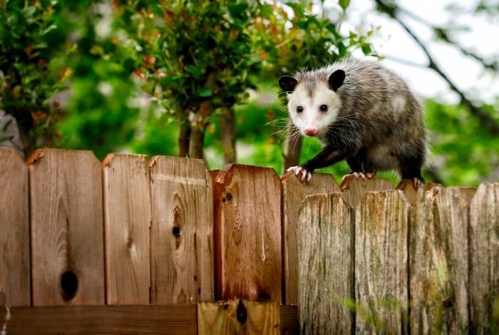 How to Get Rid of Possum in the Backyard