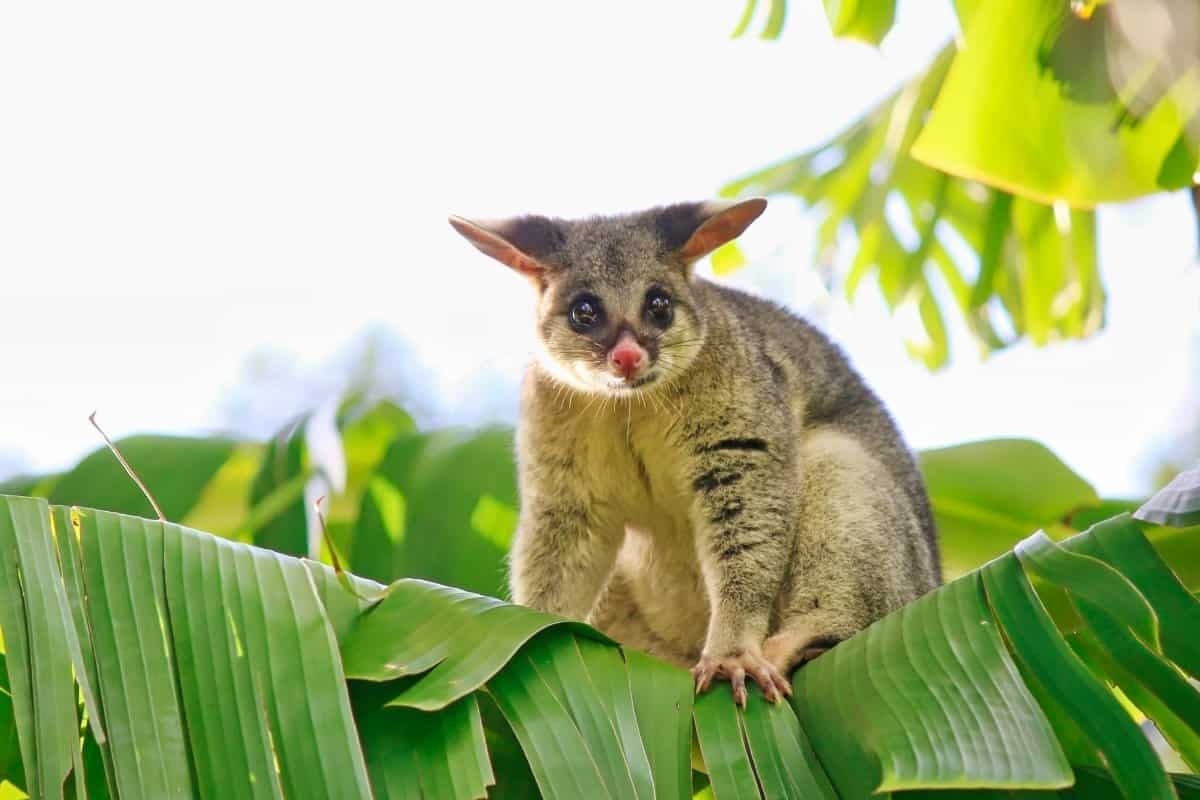 How to Get Rid of a Possum – Opossum Control