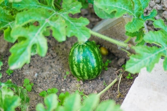 Growing Watermelon