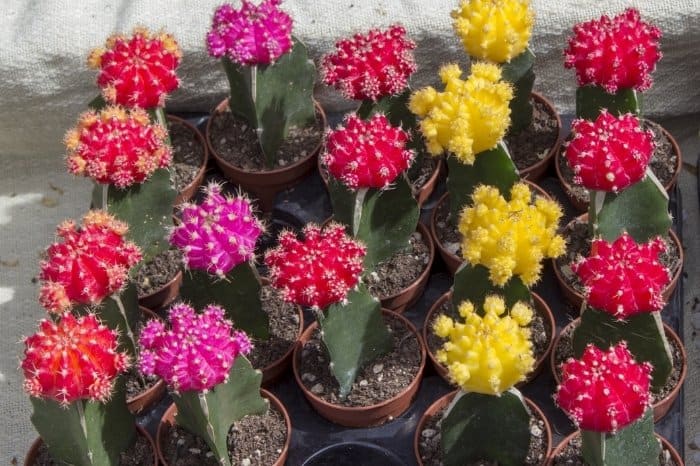 Common Moon Cactus Problems