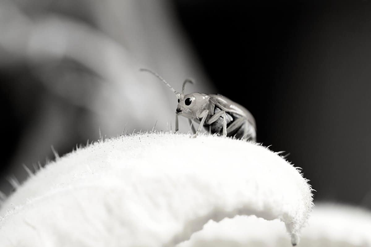 What Do Thrips Look Like and How To Control Them