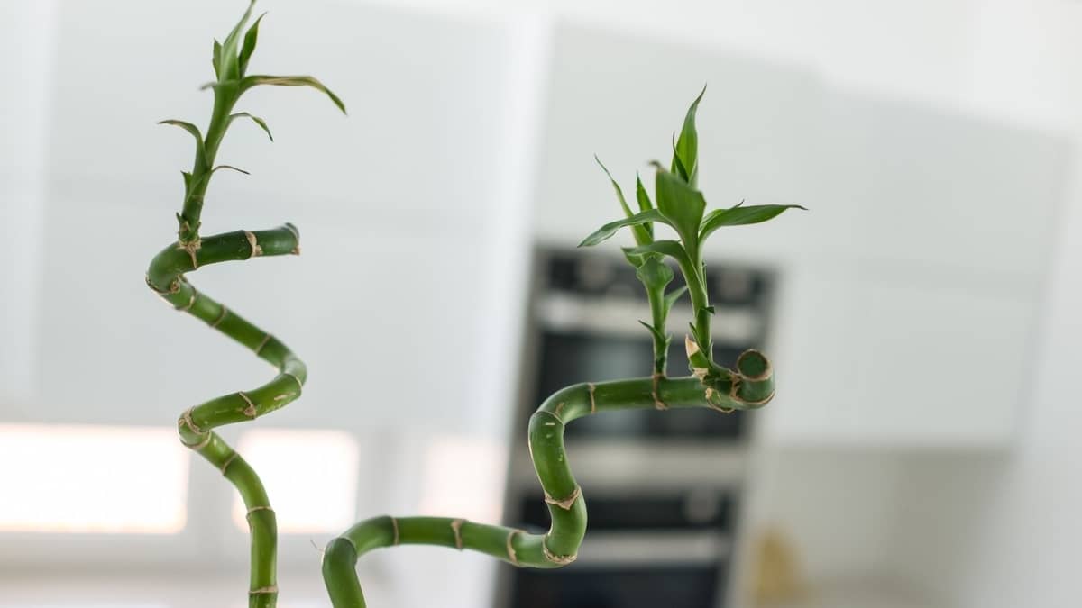 Cut Lucky Bamboo