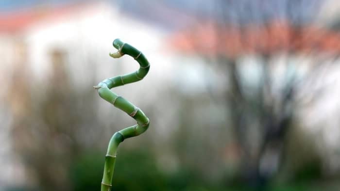 How do you cut lucky bamboo leaves?