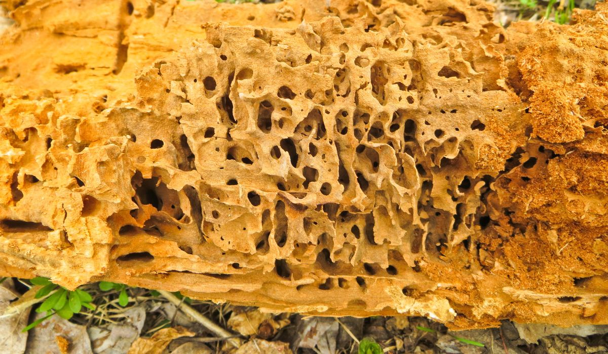Money Tree Rotting Trunk - 8 Ways To Examine The Money Tree To See If It&rsquo;s Rotting