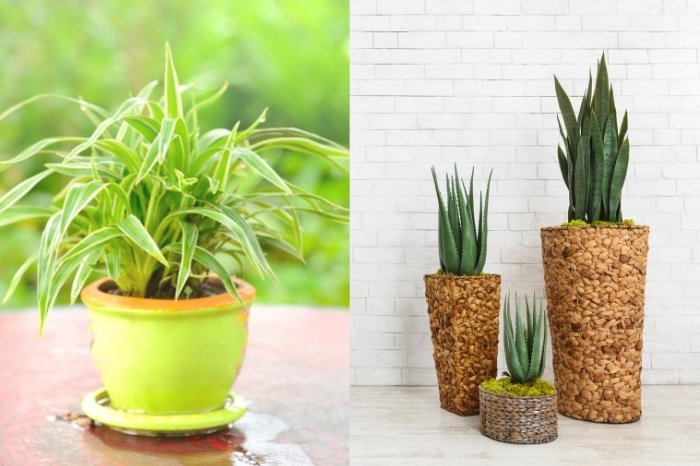 Snake Plant Vs Spider Plant – What Are The Differences