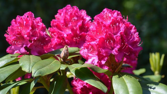 how to fertilize rhododendron