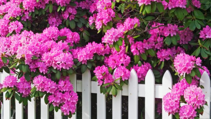what is the best fertilizer for rhododendron