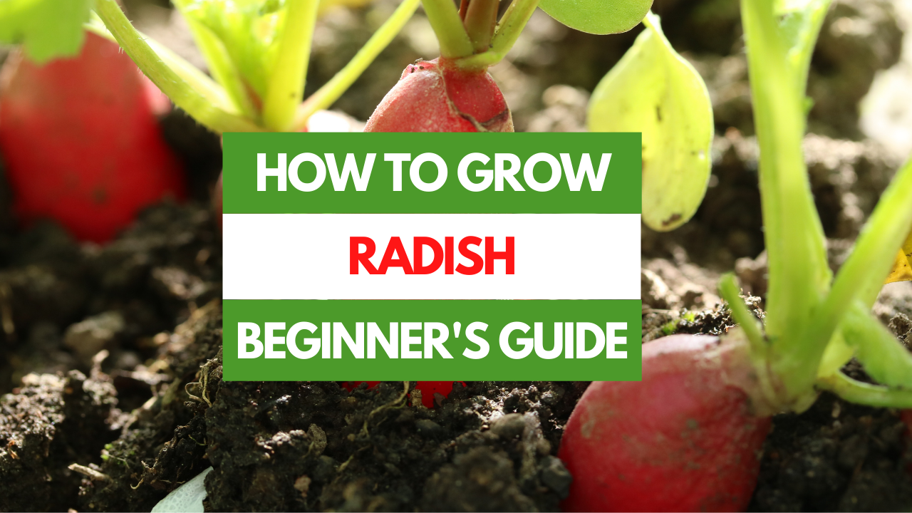 How to Grow Radish A Beginner's Guide Gardening Eats