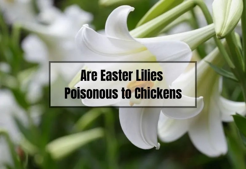 Are Easter Lilies Poisonous to Chickens What You Need to Know