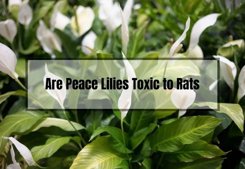 Are Your Peace Lilies Harming Your Rats? Here's What You Need to Know