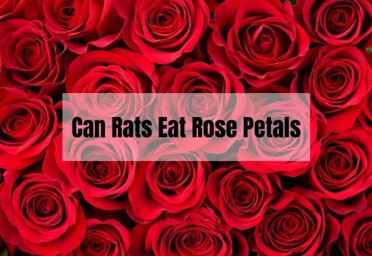 Gertrude Jekyll Rose Problems Your Quick Fix Guide Gardening Flow