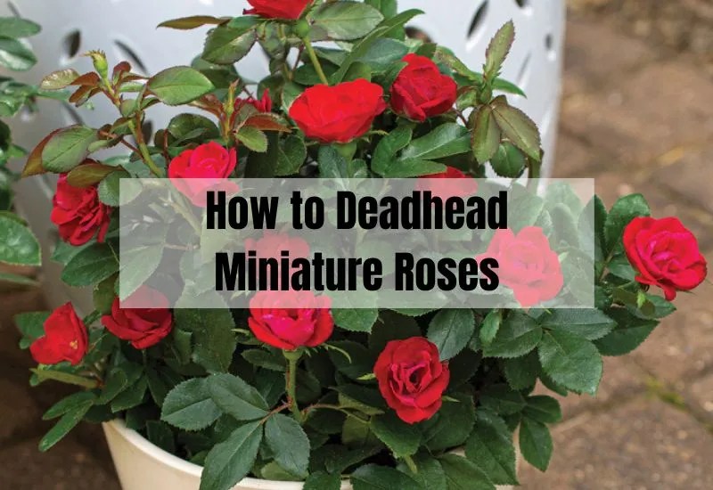 Unlock the Secrets How to Deadhead Miniature Roses Like a Pro