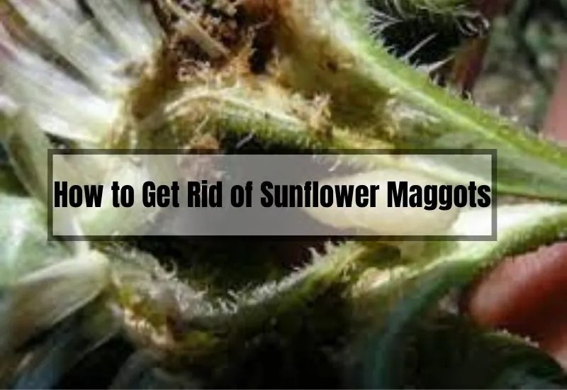 How to Get Rid of Sunflower Maggots A Comprehensive Guide Gardening Flow