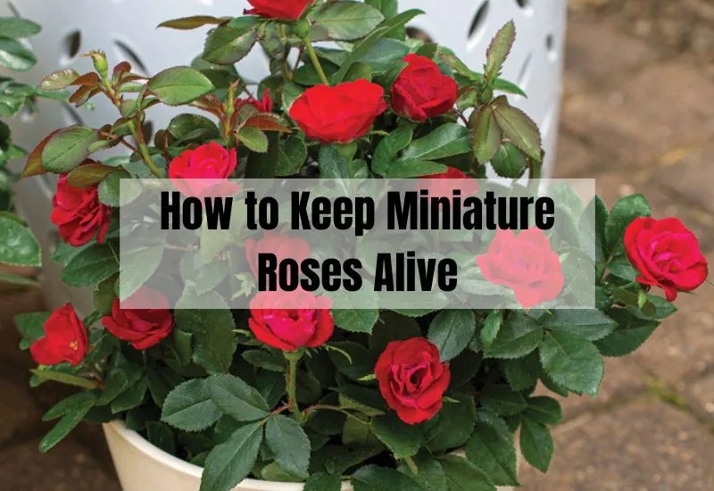 How to Keep Miniature Roses Alive A Comprehensive Guide Gardening Flow
