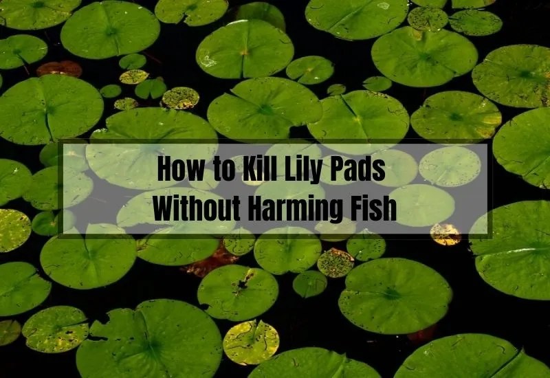 How to Safely Eliminate Lily Pads Without Harming Your Fish Gardening