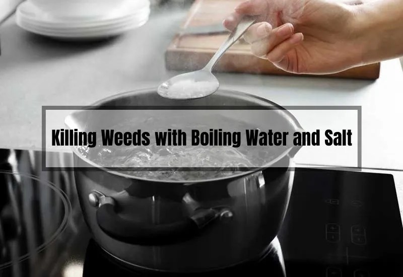 You Won't Believe How Boiling Water and Salt Can Crush Weeds! (Stepby