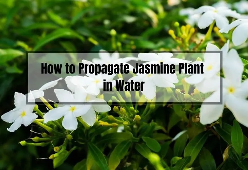 How to Easily Propagate Jasmine Plant in Water A StepbyStep Guide