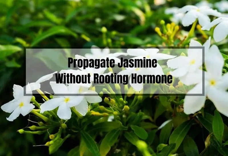 Propagating Jasmine Plants Without Rooting Hormone A Beginner's Guide Gardening Flow
