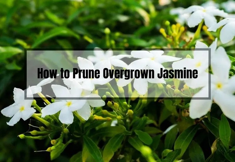 How to Prune Overgrown Jasmine A Beginner's Guide Gardening Flow