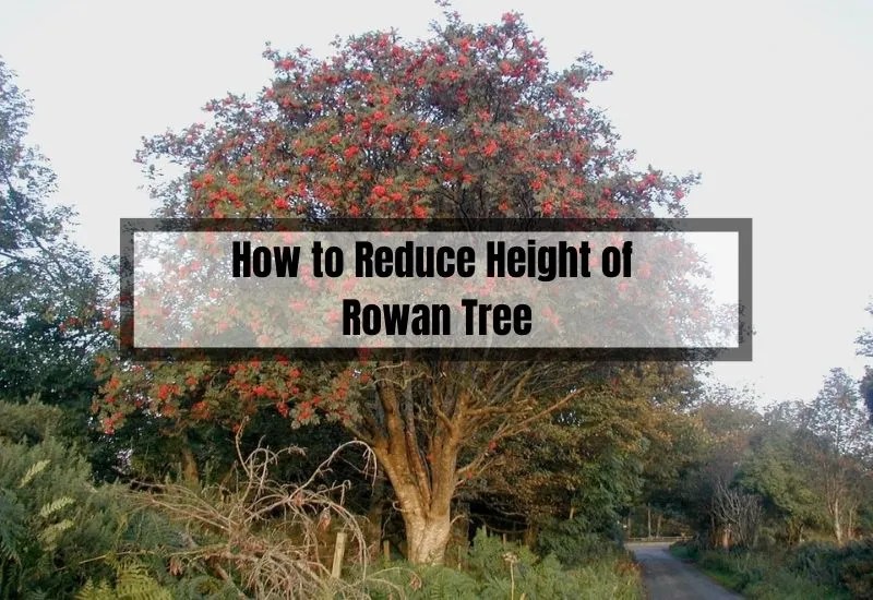 How to Reduce Height of Rowan Tree A StepbyStep Guide Gardening Flow