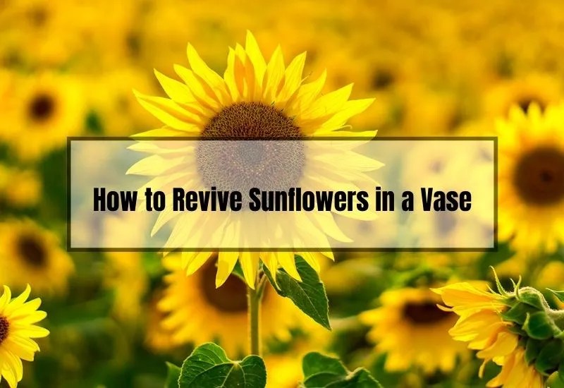 How to Revive Sunflowers in a Vase Simple Tips for a Longer Lifespan