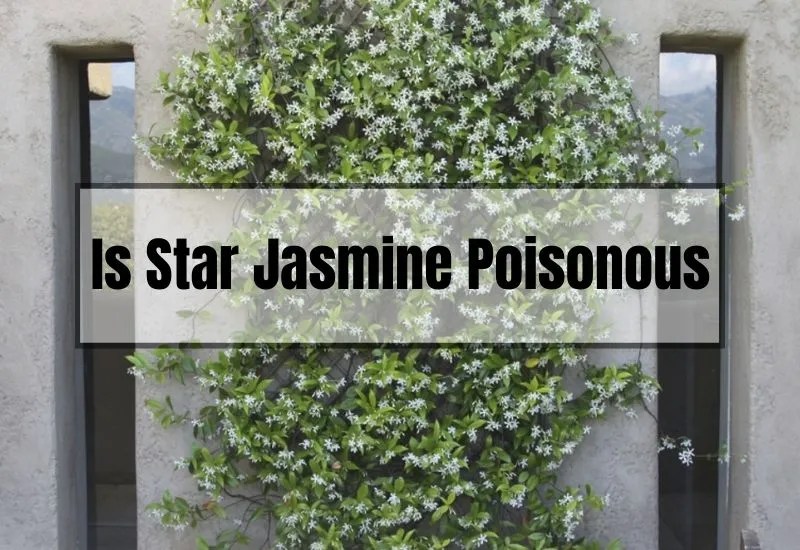 Is Star Jasmine Poisonous? A Friendly Guide to Understanding Its Safety Gardening Flow
