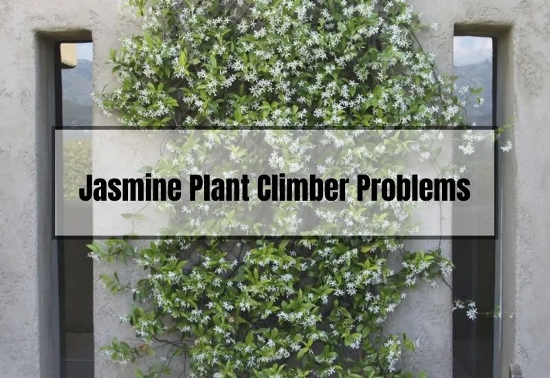 Jasmine Plant Climber Problems Identifying and Treating Common Issues Gardening Flow