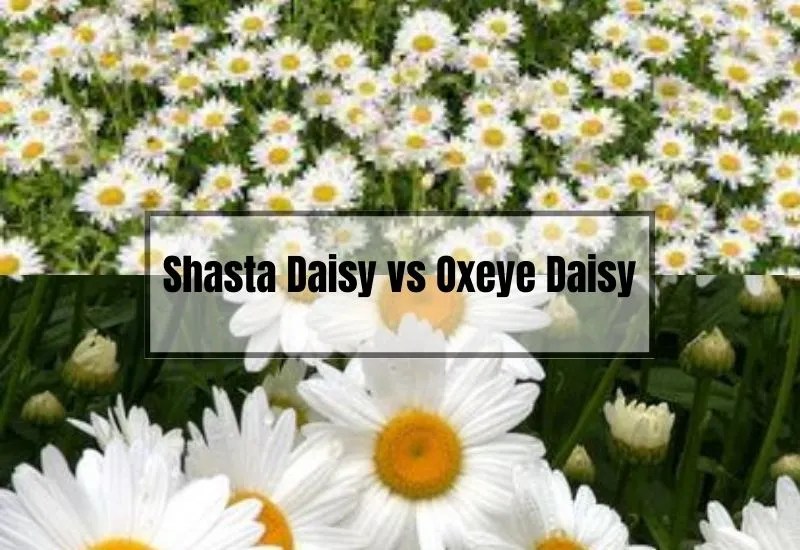 Shasta Daisy vs Oxeye Daisy Which One Should You Choose? Gardening Flow