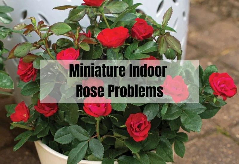 Miniature Indoor Rose Problems Common Issues and Solutions Gardening