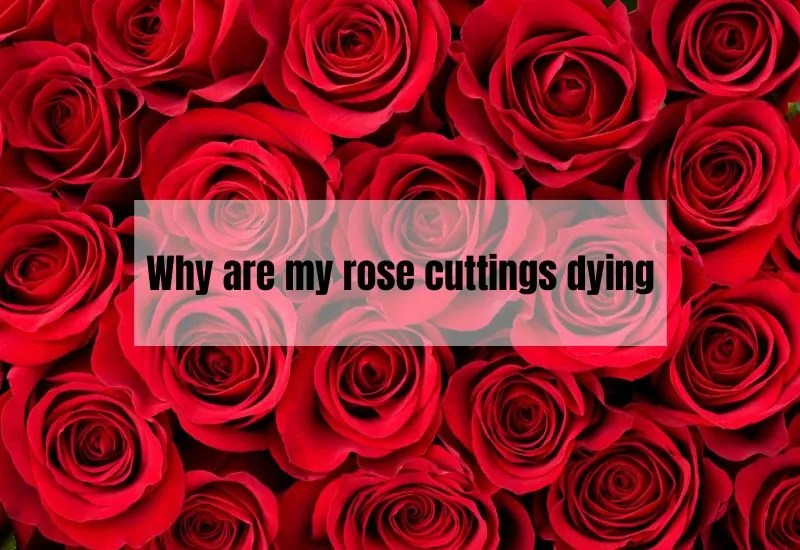 Why Are My Rose Cuttings Dying? Tips to Revive Your Plants Gardening Flow