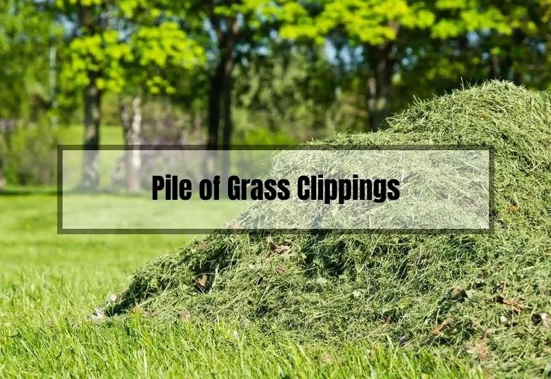 The Ultimate Guide to Grass Clipping Disposal How to Do It Right