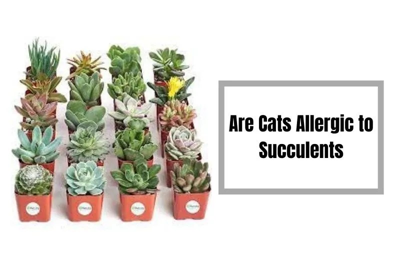 Are Cats Allergic to Succulents?Relationship Between Feline Health and