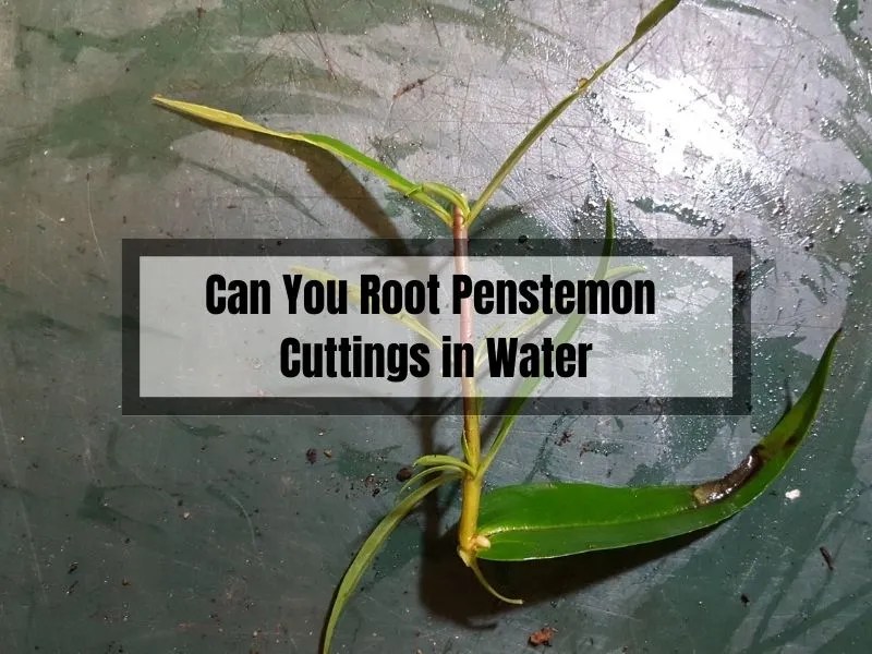 Can You Root Penstemon Cuttings in Water? A Guide to Propagating