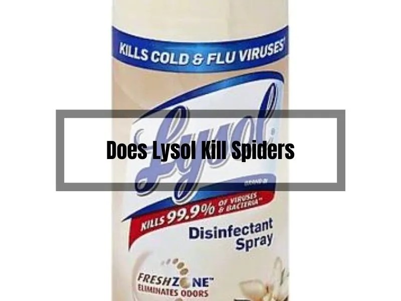 Does Lysol Kill Spiders? Find Out Here! Gardening Flow