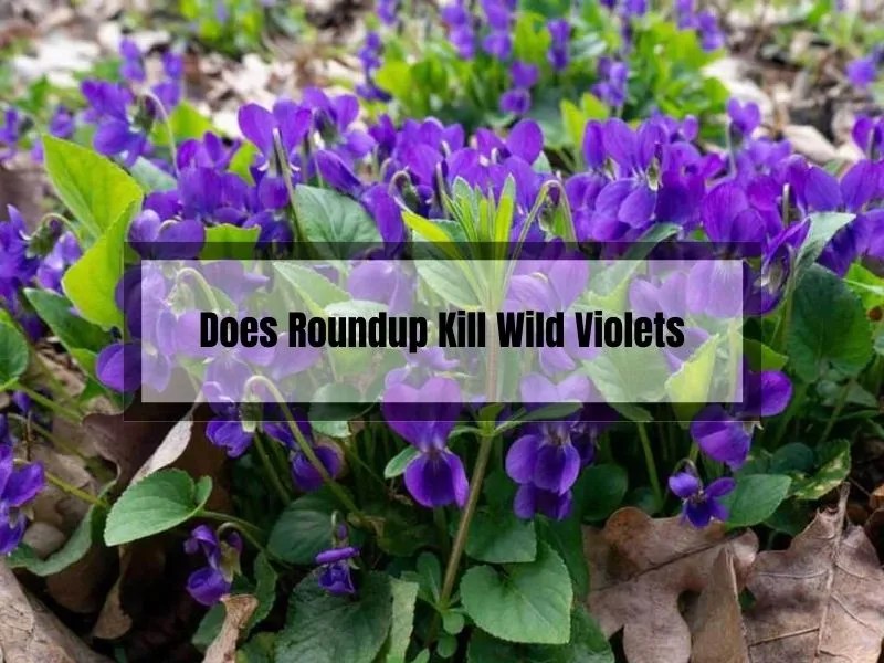 Does Roundup Kill Wild Violets? A Comprehensive Guide Gardening Flow
