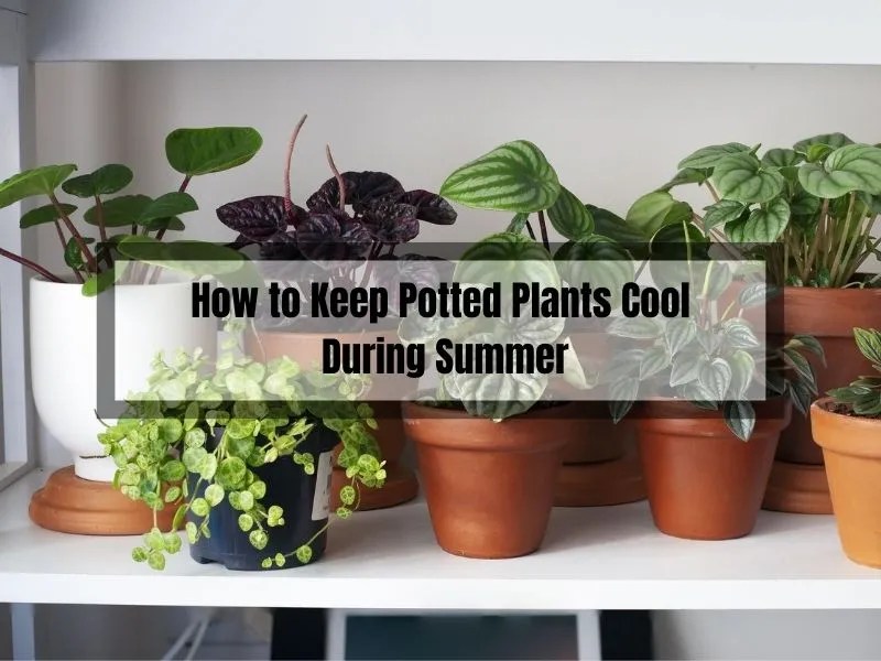 How to Keep Potted Plants Cool During Summer Tips and Tricks