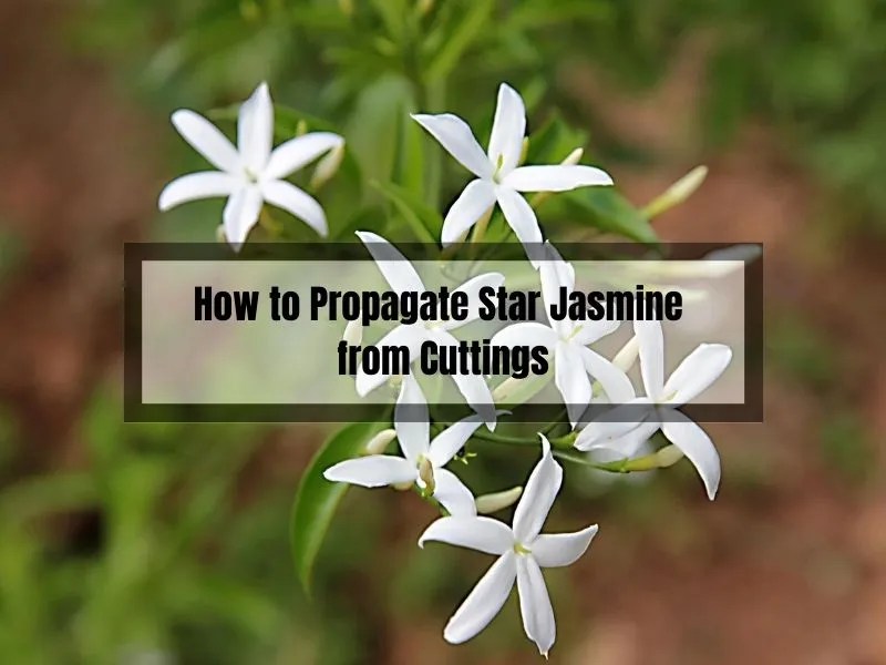 How to Propagate Star Jasmine from Cuttings Expert Tips for Success