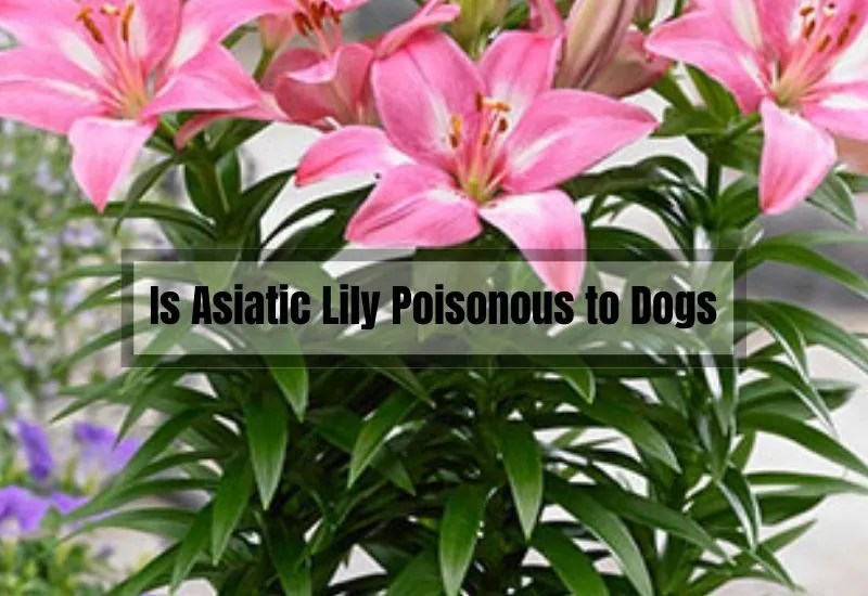 Is Asiatic Lily Poisonous to Dogs? What You Need to Know Gardening Flow
