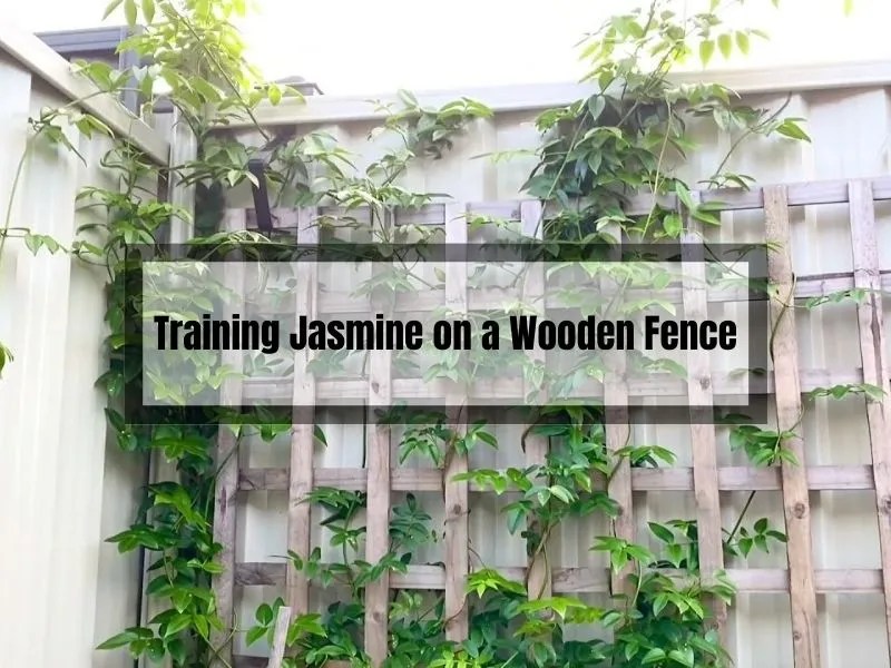 Training Jasmine on a Wooden Fence A StepbyStep Guide Gardening Flow