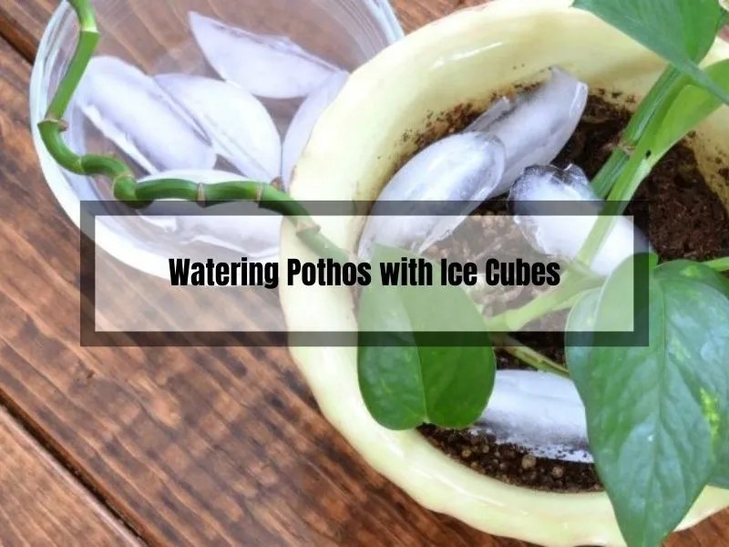 Can You Water Pothos with Ice Cubes? A Professional's Perspective Gardening Flow