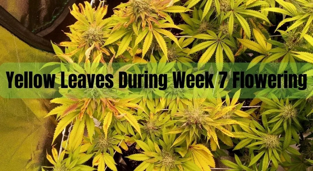 Week 7 Flowering How to Fix Yellow Leaves Gardening Flow